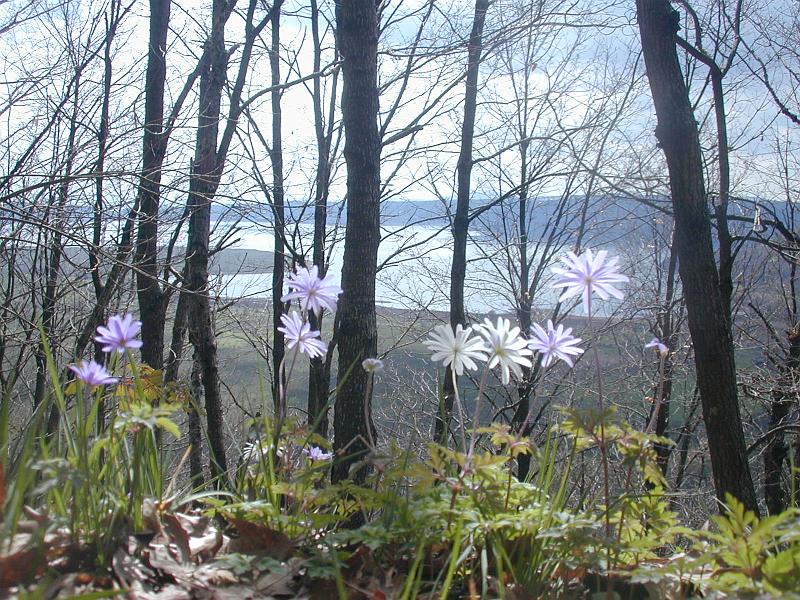 Risultati immagini per lago di vico